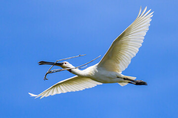 A flying spoonbill on a sunny day in summer