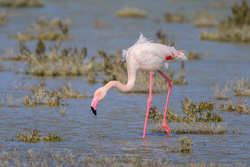 A Greater Flamingo walking in the water looking for food