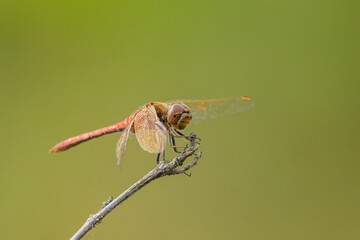 A vagrant darter dragonfly resting on a plant