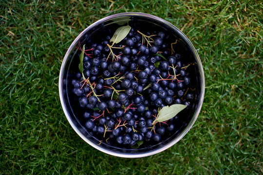 View from above still life freshly harvested chokeberries in bowl on grass
