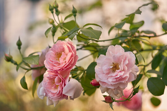 Delicate pink roses in bloom on summer branches in garden
