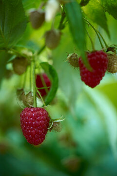 Close up juicy, fresh raspberries growing on stems
