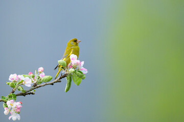 A European Greenfinch sitting on a tree