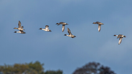 Northern Pintail. Anas acuta - group of birds in flight