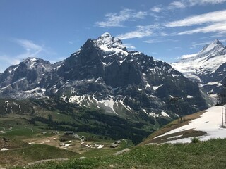 Swiss Alps featuring snow-capped mountain peaks, lush evergreens, and meadow in the foreground