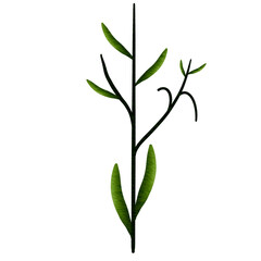 leaves isolated on white background