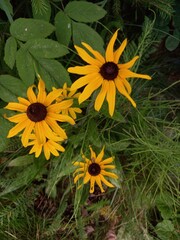 Bright yellow sunflowers surrounded by grass