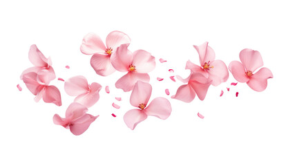 flying pink blossom flowers isolated on transparent background cutout