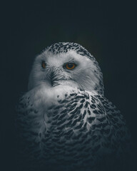Schneeeule 