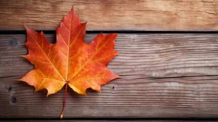 Naklejka na ściany i meble Closeup of autumnal maple leaf