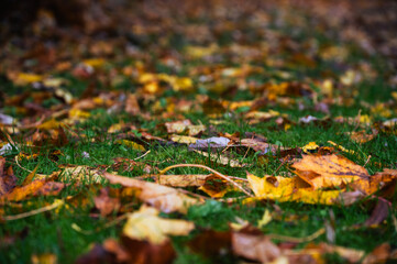 Colorful autumn leaves lie on grass