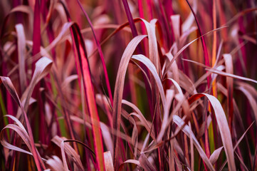 Colorful slim autumn leaves