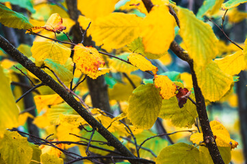 Colorful leaves in autumn