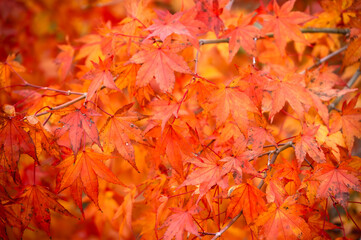 Colorful leaves in autumn