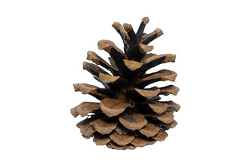 Pine Cone Isolated on White Background