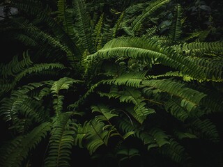 Closeup of a lush cluster of ferns in a tranquil forest