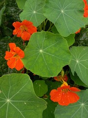 Bright nasturtium flowers on a green background