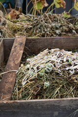 Composting dead plants and vegetables in the garden.