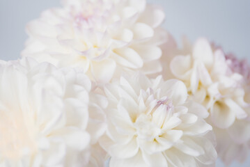 Fototapeta na wymiar flowers dahlia festive background, pastel and soft bouquet floral card, top view wallpaper background. Macro of White Dahlia Flowers for Texture Background.