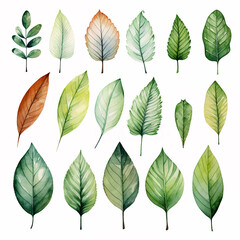 set of watercolor clip art of leaves and branches isolated on white background for graphic design