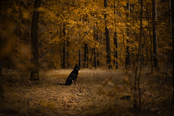 Czarny kundel pozuje do zdjęcia w otoczeniu jesiennych liści w lesie