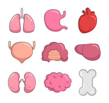 Healthy human anatomy internal organs. Lung, stomach, heart, bladder, intestine, liver, kidney, brain, bone. Hand drawn style. Vector drawing. Collection of design elements.