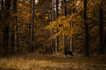 Czarny kundel pozuje do zdjęcia w otoczeniu jesiennych liści w lesie - obrazy, fototapety, plakaty