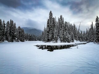 Winter landscape featuring tall, snow-covered fir trees in a pristinely snow-dusted forest