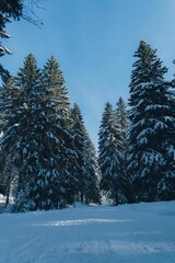 Vertical shot of a majestic winter scene with a winding path lined with evergreen-covered fir trees
