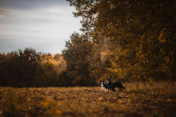Dwa czarne psy bawią się razem na polu obok jesiennego lasu - obrazy, fototapety, plakaty