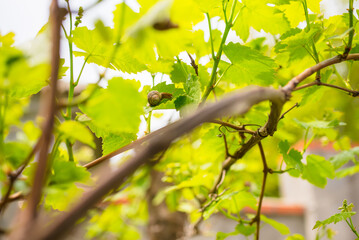 A grape snail crawls along a branch. The bunches of grapes will ripen
