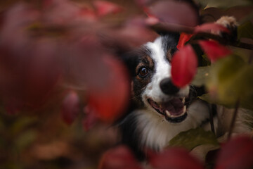 Czarna suczka border collie pozuje do zdjęcia w otoczeniu jesiennych liści © ZiraPhoto