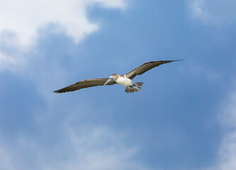 Blue footed booby (Sula nebouxii) flying over the Galapagos Islands in Ecuador on a blue sunny sky.
