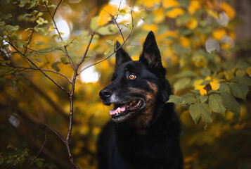 Czarny kundel z żółtymi oczami pozuje do zdjęcia w otoczeniu jesiennych liści