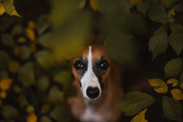 Brązowa suczka whippet pozuje do zdjęcia w otoczeniu jesiennych liści