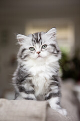 langhaarige kleine Katze auf dem Sofa im Wohnzimmer in natürlich wohnlicher Umgebung