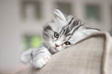 langhaarige kleine Katze kuschelt auf dem Sofa im Wohnzimmer in nat&uuml;rlich wohnlicher Umgebung