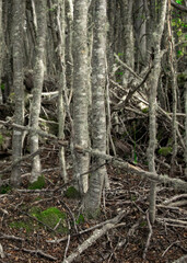 Thin tall forest trees trunk, tierra del fuego, argentina