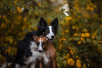 Dwa psy border collie i whippet przytulają się w otoczeniu jesieni - obrazy, fototapety, plakaty