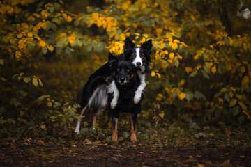 Pies przytula swojego brata w otoczeniu jesiennych liści - obrazy, fototapety, plakaty