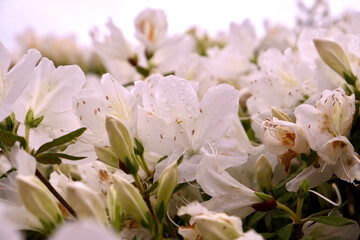 Naklejka na ściany i meble 白い花々
