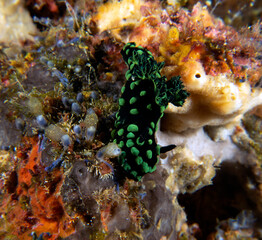 A Nembrotha Cristata nudibranch crawling on corals Apo Island Philippines