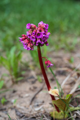 Bergenia flowers on the green background
