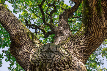 A beautiful amazing old oak tree