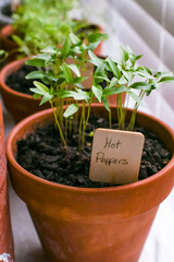 Close-up of young hot pepper plant in terra cotta pot on house window sill