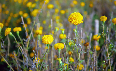 Beautiful orange marigold flowers in the field, Booming yellow marigold flower garden plantation in morning, close-up