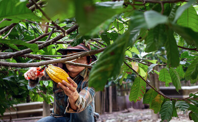 Cocoa farmer use pruning shears to cut the cocoa pods or fruit ripe yellow cacao from the cacao...