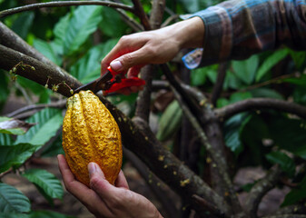 Close-up hands of a cocoa farmer use pruning shears to cut the cocoa pods or fruit ripe yellow cacao from the cacao tree. Harvest the agricultural cocoa business produces.