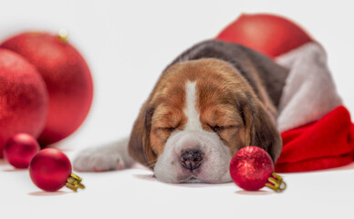 sad beagle puppy spleep among red Christmas toys on a white background