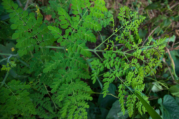 Drumstick tree, Herbal Green Moringa leaves tree background
